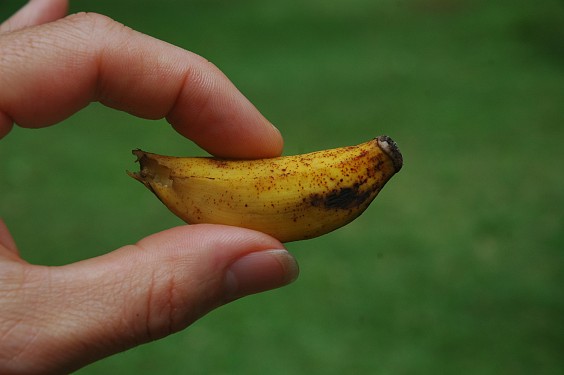 eine besonders kleine Ausgabe der pisang susu