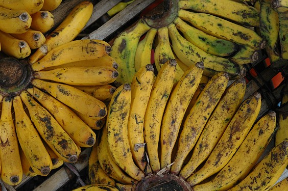 rechts unten: pisang raja
