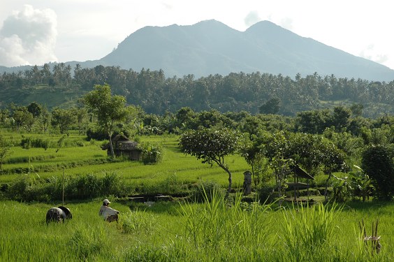 In den Reisfeldern bei Tirtagangga