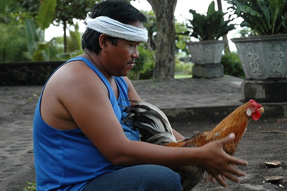 Der stolze Hahnbesitzer gönnt seinem Schützling einen Blick in den Wassergarten von Tirtagangga