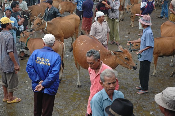 Der Rindermarkt von Bebandem findet alle drei Tage statt