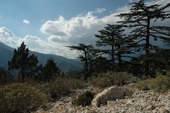 Auf 1500 m Höhe änderte sich die Vegetation und man konnte viele mit Flechten bewachsene Nadelbäume sehen.